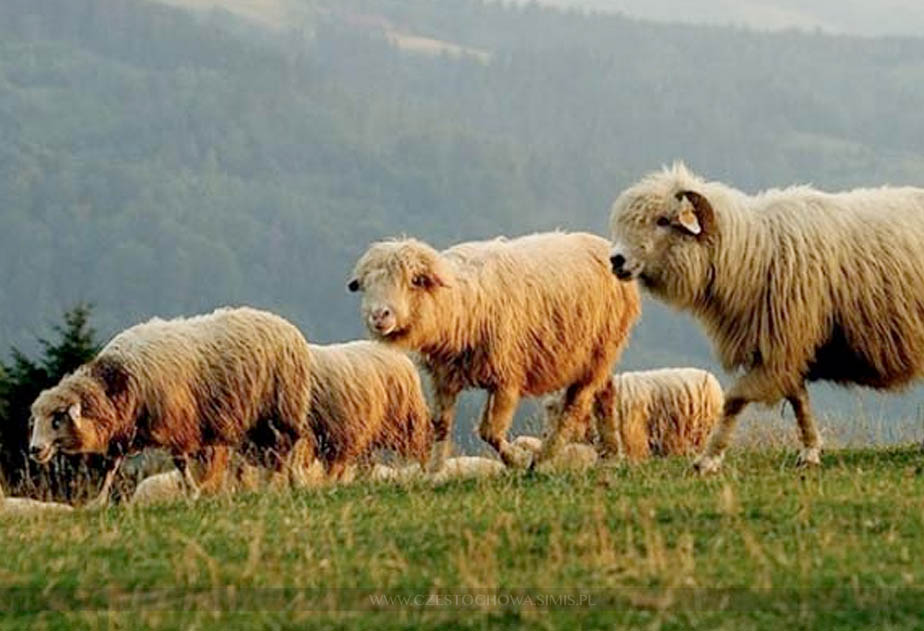 Owca Plus zwycięski projekt